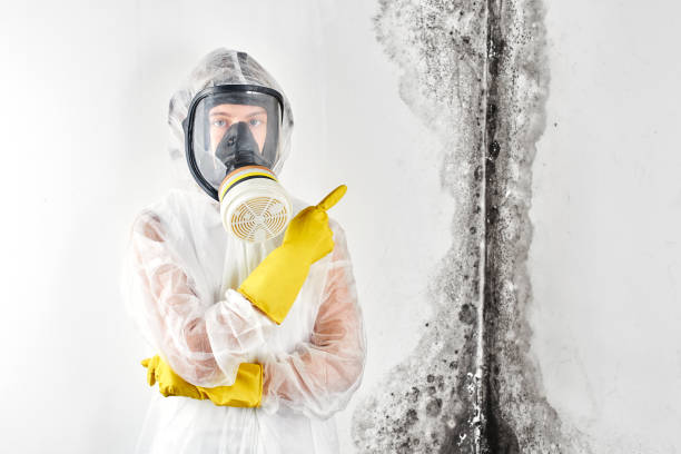 Best Mold Damage Restoration  in Lorado City, CO